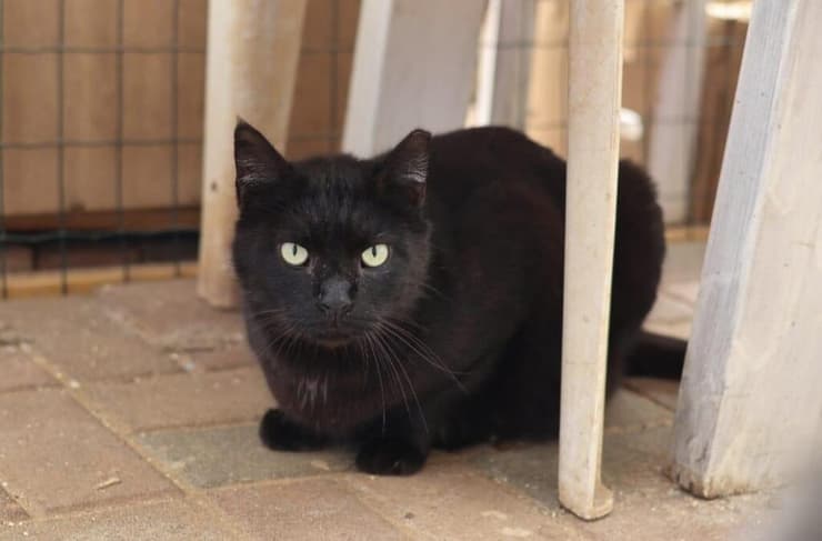 ברנדי (צילום: ראשון אוהבת חיות) ברנדי