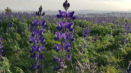 הרודיון באופק בין שני פרחי תורמוס ההרים באתר הטבע העירוני מצפתל