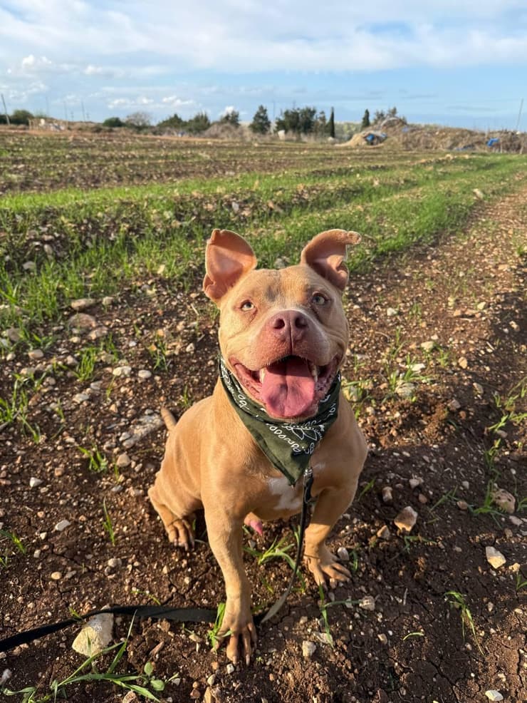 מוקה (צילום: עמותת גלבוע אוהבת חיות) מוקה
