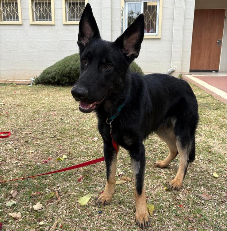 שון גון (צילום: השירות ווטרינרי ראשון לציון) שוןגון