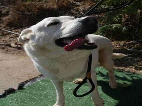 נייט (צילום: צער בעלי חיים ירושלים) נייט