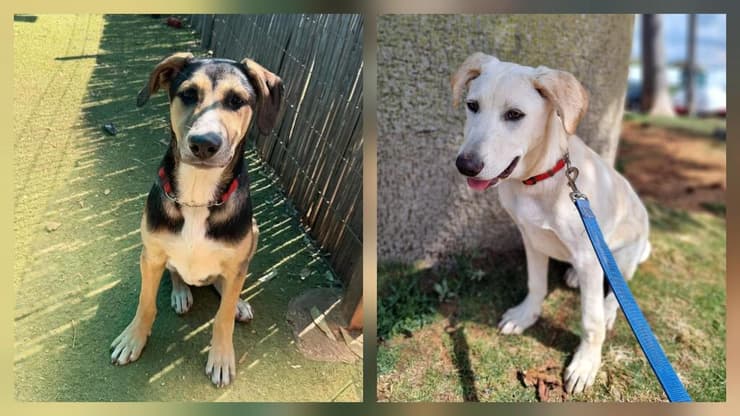 נוקי ובוקי (צילום: עמותת חבר לי) נוקי ובוקי