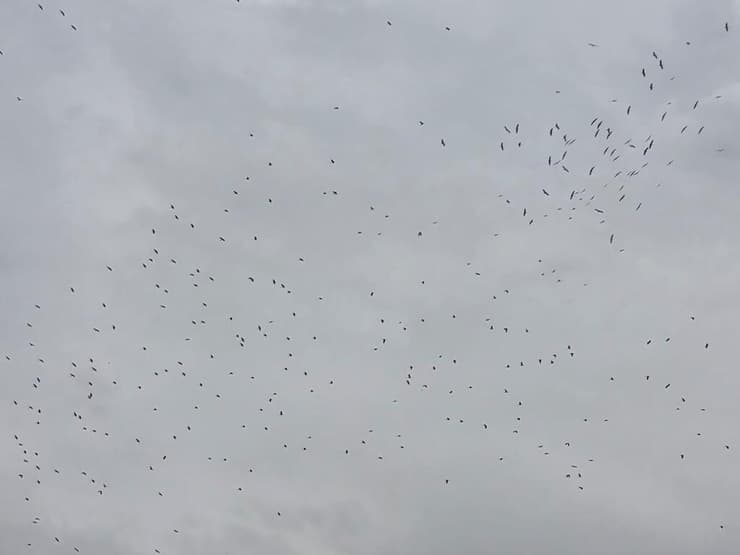 חלק מהחסידות לא שרדו בגלל הרוחות