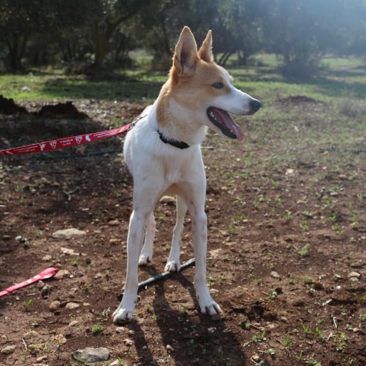 דליק (צילום: תנו לחיות לחיות) דליק