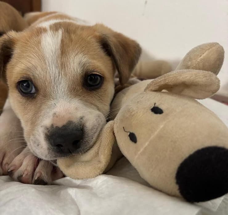 גורת עלית (צילום: עמותת S.O.S חיות) גורת עלית