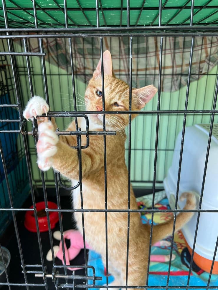 גימלי (צילום: כפר סבא רעננה אוהבות חיות) גימלי