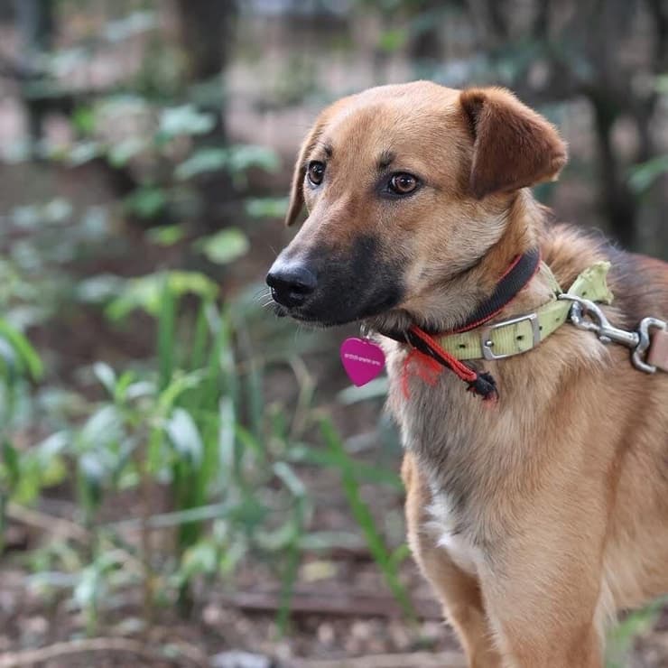 צ'ילי (צילום: חיים חדשים לכלבים) צ'ילי