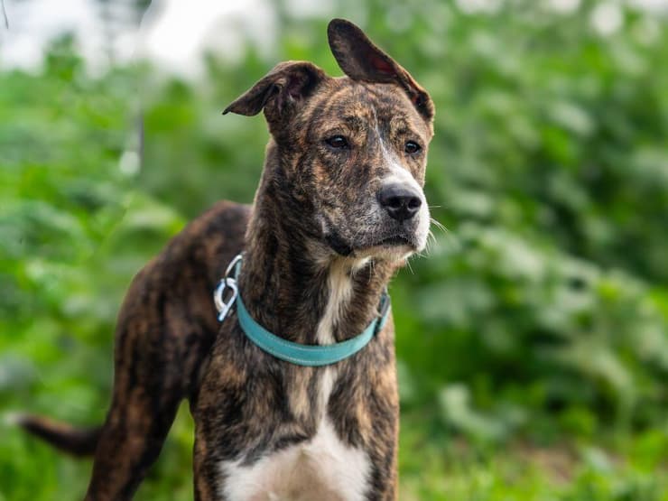 סניקרס (צילום: גילי מאן) סניקרס