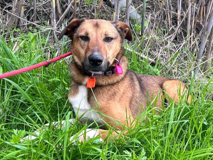 בימבה (צילום: עמותת S.O.S חיות) בימבה