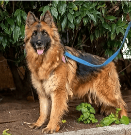 אלמה (צילום: צער בעלי חיים רמת גן והסביבה) אלמה