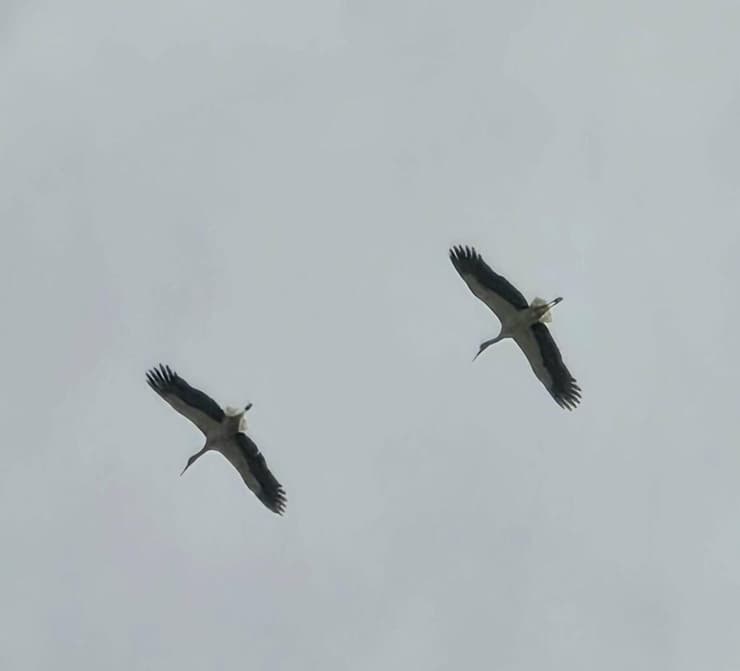 שתי חסידות מעל קיסריה