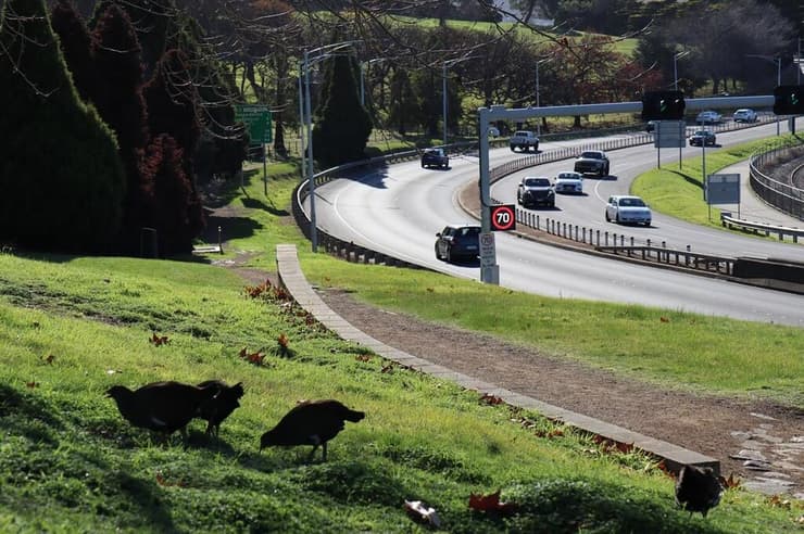 להקת עוף אנדמי לטסמניה, בסמוך לכביש מהיר המוביל לעיר הובארט באוסטרליה (צילום: יעל לנרד) להקת עוף אנדמי לטסמניה, בסמוך לכביש מהיר המוביל לעיר הובארט באוסטרליה