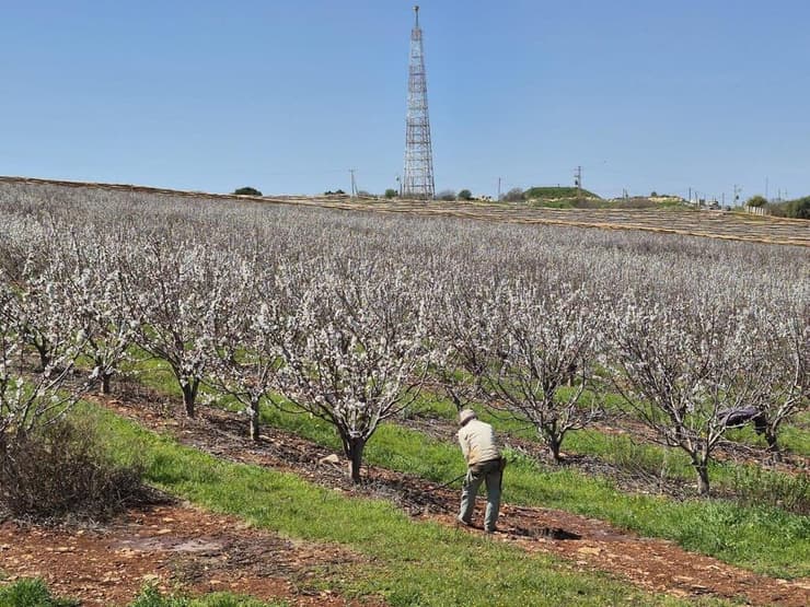 מטה עצי דובדבן בגליל העליון