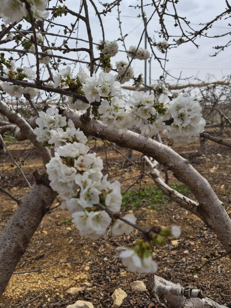 הפריחה בגוש עציון