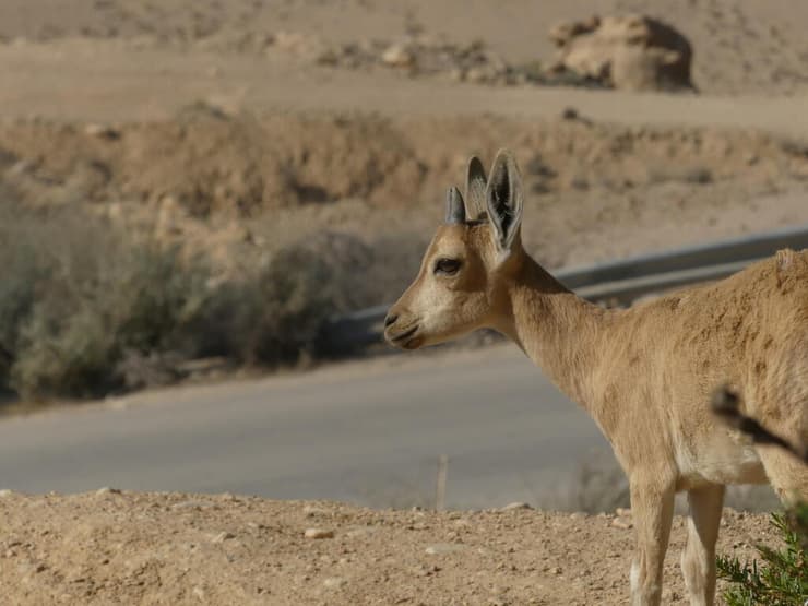 יעל נובי בסמוך לכביש המוביל לגן לאומי עין עבדת, מדרשת בן גוריון. בפרסתנים נמצאה השפעת רעש מכבישים על התנהגויות קריטיות ובהן תנועה במרחב, מנוחה ואכילה עד מאות מטרים מהכביש (צילום: יעל לנרד) יעל נובי בסמוך לכביש המוביל לגן לאומי עין עבדת, מדרשת בן גוריון. בפרסתנים נמצאה השפעת רעש מכבישים על התנהגויות קריטיות ובהן תנועה במרחב, מנוחה ואכילה עד מאות מטרים מהכביש