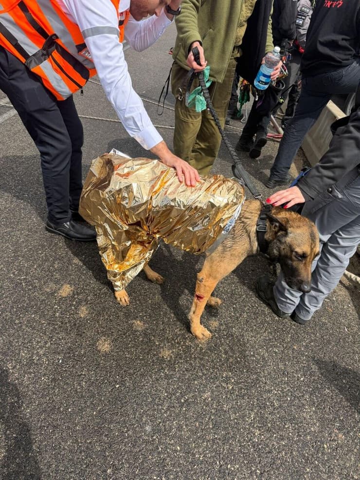 הכלב לאחר החילוץ