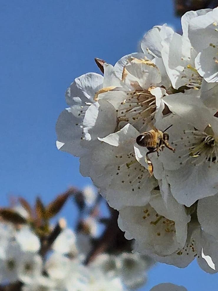 דבורה ליד העץ