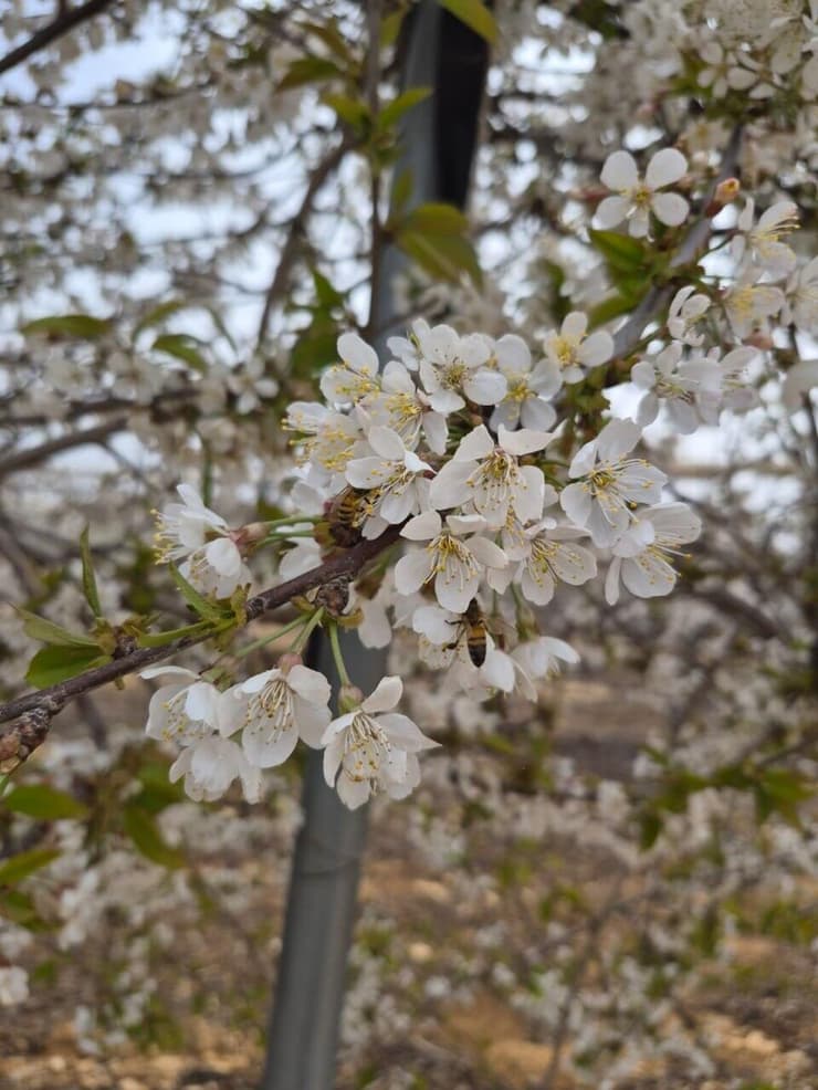 כמו ביפן? פריחת הדובדבן בגוש עציון