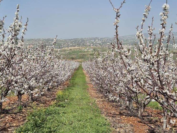 מטע דובדבנים בגליל
