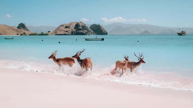 הפארק הלאומי קומודו, אינדונזיה (צילום: Lee Risar / shutterstock) הפארק הלאומי קומודו, אינדונזיה