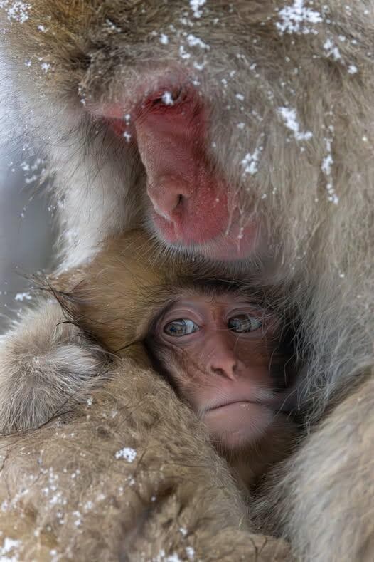 בהוקרה לכל ההורים שמחזיקים את הילדים קצת יותר קרוב