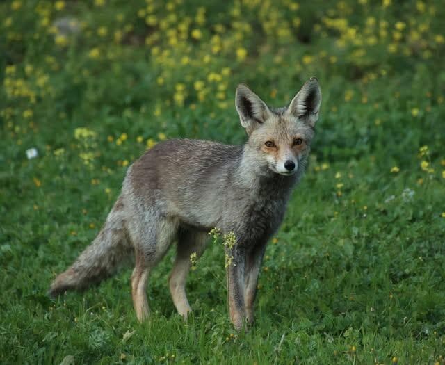 בהוקרה לכל שועלי הקרבות המשופשפים ששומרים עלינו