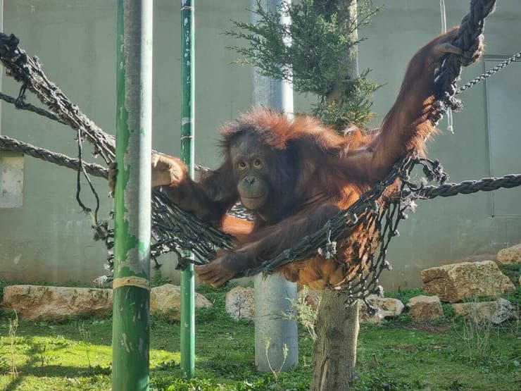 סוגה בהיריון ראשון