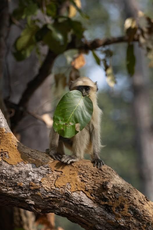 בהוקרה לטבע שתמיד מנצח