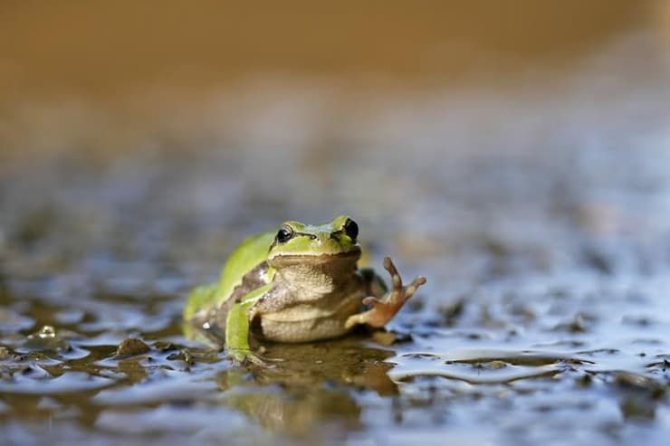 בהוקרה לאנשי הצפרדע ואנשי הדממה