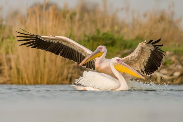 בהוקרה לכוחות הביטחון ששומרים ומסוככים עלינו בגופם