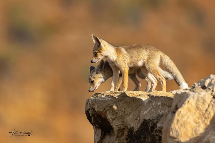 בהוקרה לכל הילדים בבית כשההורים במילואים או בעבודה