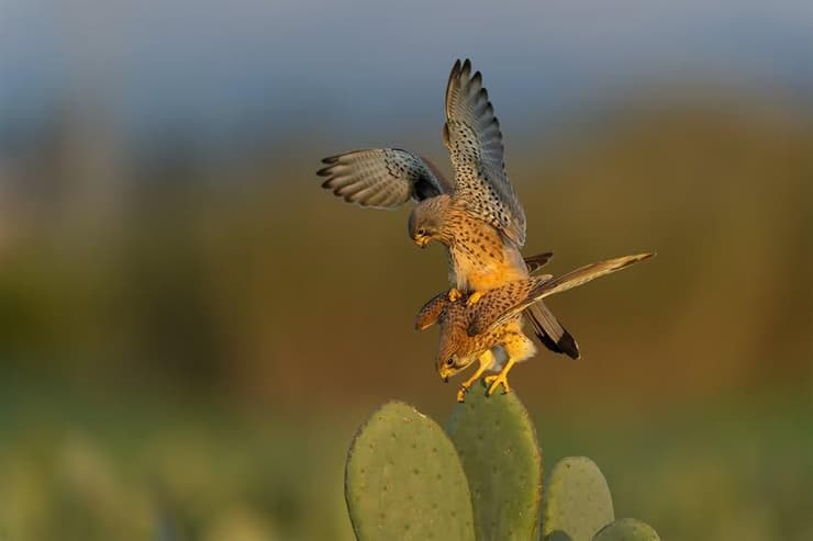הקדשה לכל הזוגות והמשפחות בארץ