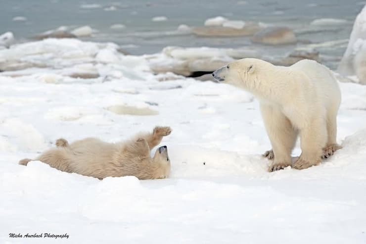 בהוקרה לכל האימהות שמובילות את ילדיהן לחוף מבטחים