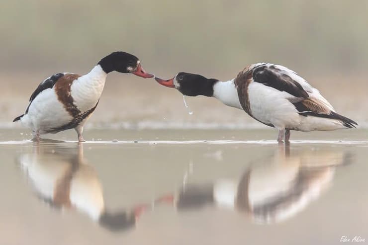 בהוקרה לכל נשות המילואימניקים בערוף