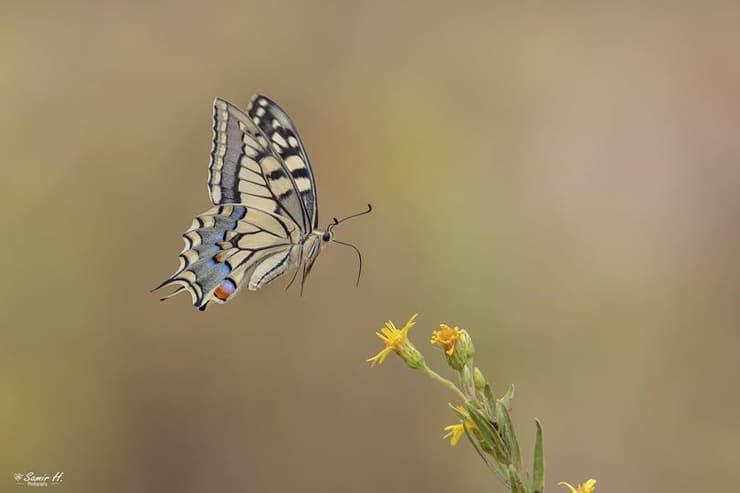 בהוקרה לחופש
