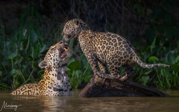 בהוקרה לנשות החיילים ולכל האימהות שמחזיקות את הבית