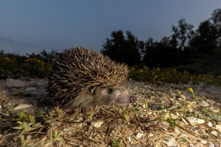 בהוקרה לטבע שליד הבית, שנותן לכולנו שפיות