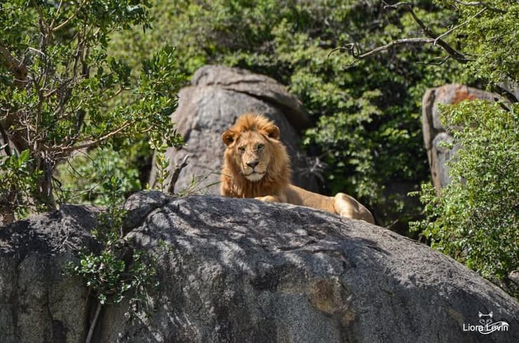 בהוקרה לתצפיתניות האהובות שלנו