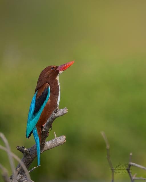 בהוקרה ללוחמי ההגנה האווירית שפוקחים עין בוחנת לשמיים
