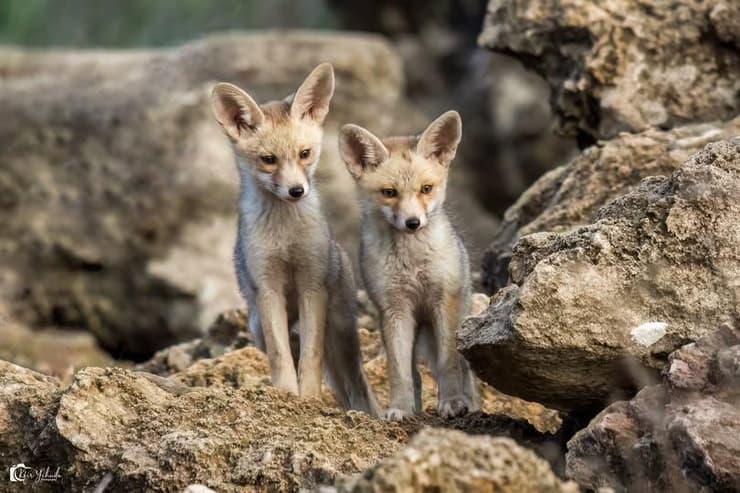 בהוקרה לילדים ולהורים