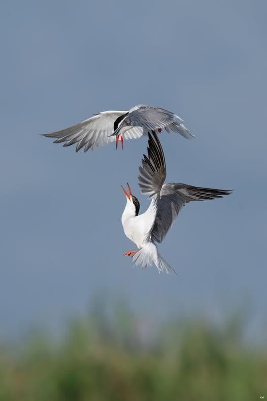 בהוקרה לגיבורי השמיים שמגינים על הבית שלנו