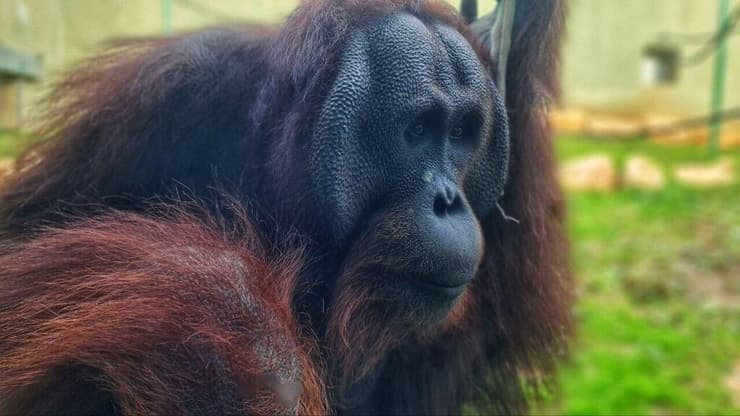 איטו בן זוגה של סוגה 