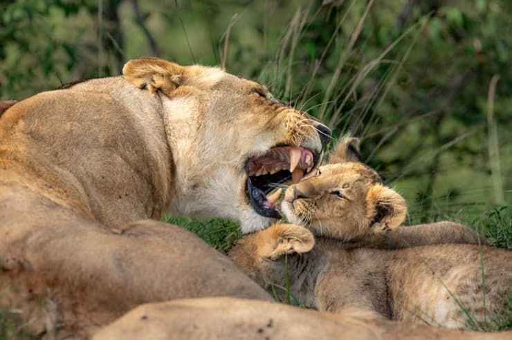 בהוקרה לכל האימהות הלביאות