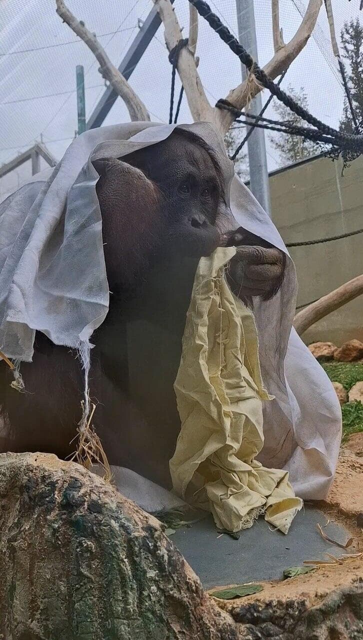 סוגה, עלתה 10 ק"ג בהיריון