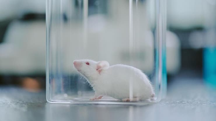 עכבר מעבדה