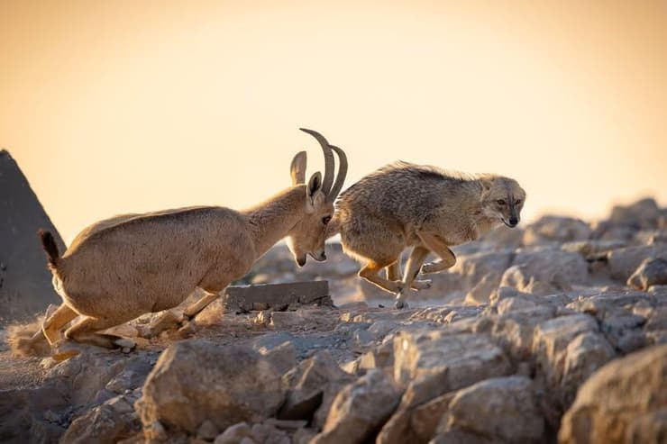 בהוקרה לכל האימהות חסרות הפשרות וההגנה בכל תוקף
