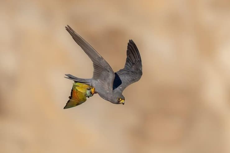 בהוקרה לחיל האוויר שלנו, הטייסים והטייסות שיחזרו הביתה תמיד בשלום