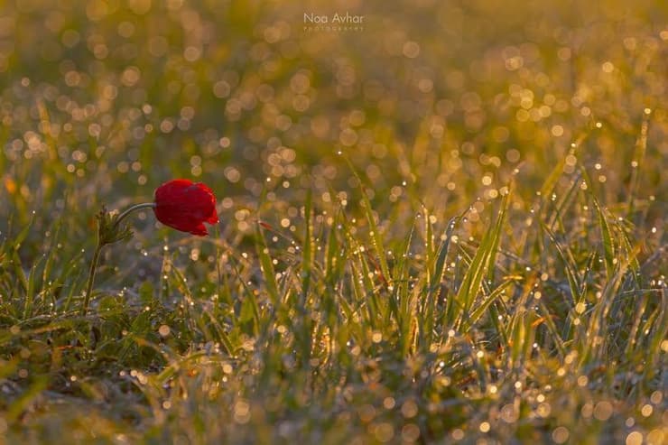 בהוקרה לטבע שמספק לנו נקודות אור ועוזר לשמור על שפיות