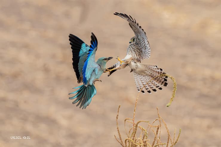בהוקרה לכחולים מגיני הארץ