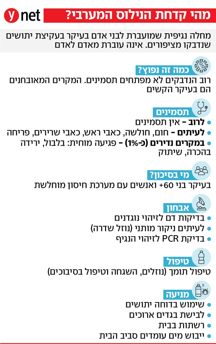 אינפו קדחת הנילוס